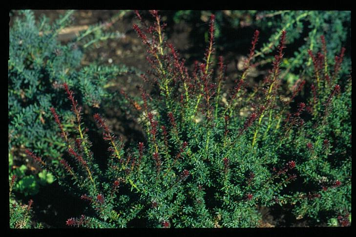 Podocarpus lawrencii 'Red Tip'
