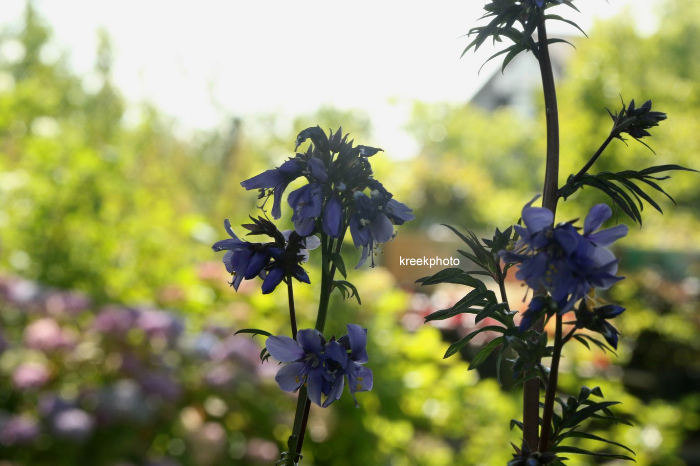 Polemonium yezoense 'Purple Rain'