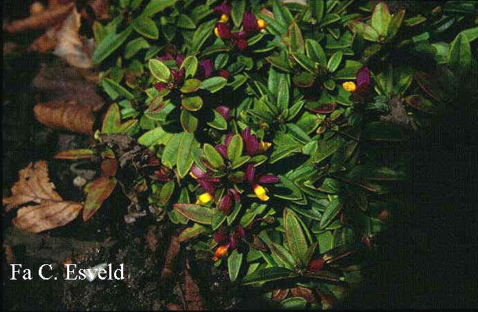 Polygala chamaebuxus grandiflora