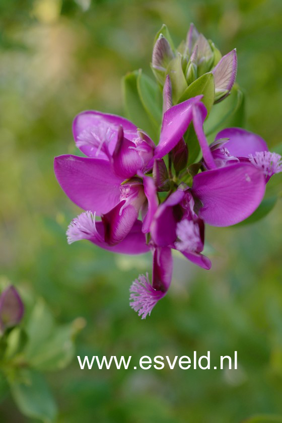 Polygala myrtifolia