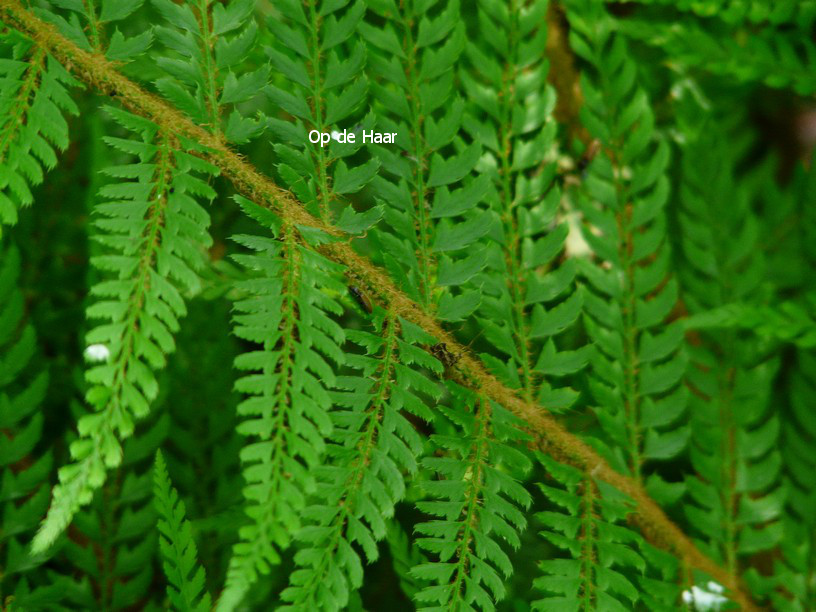 Polystichum setiferum 'Plumoso-densum'