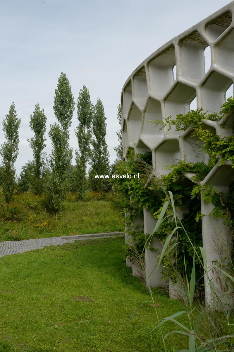 Populus nigra 'Italica'