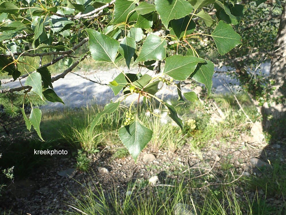 Populus nigra