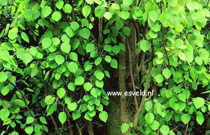Populus tremula 'Erecta'