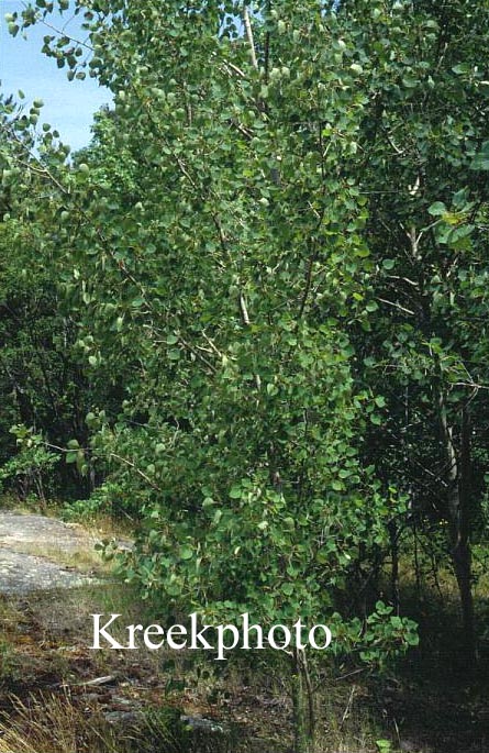 Populus tremuloides