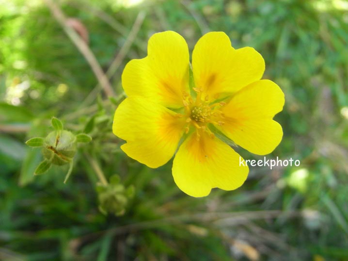 Potentilla aurea