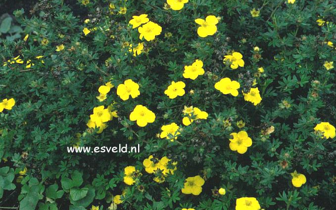 Potentilla fruticosa 'Dart's Golddigger'