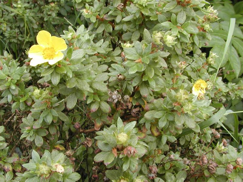 Potentilla fruticosa 'Elizabeth'