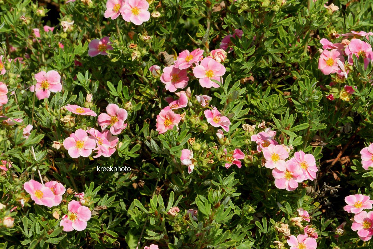Potentilla fruticosa 'Kupinpa' (PINK PARADISE)