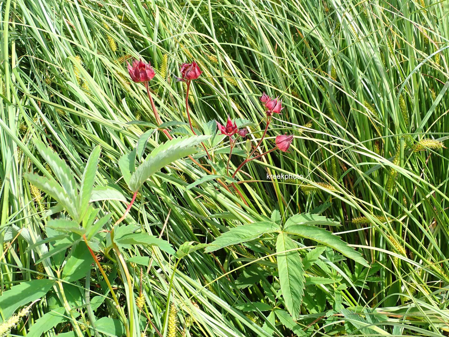 Potentilla palustris