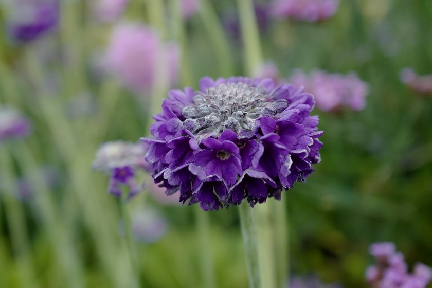 Primula capitata ssp. mooreana