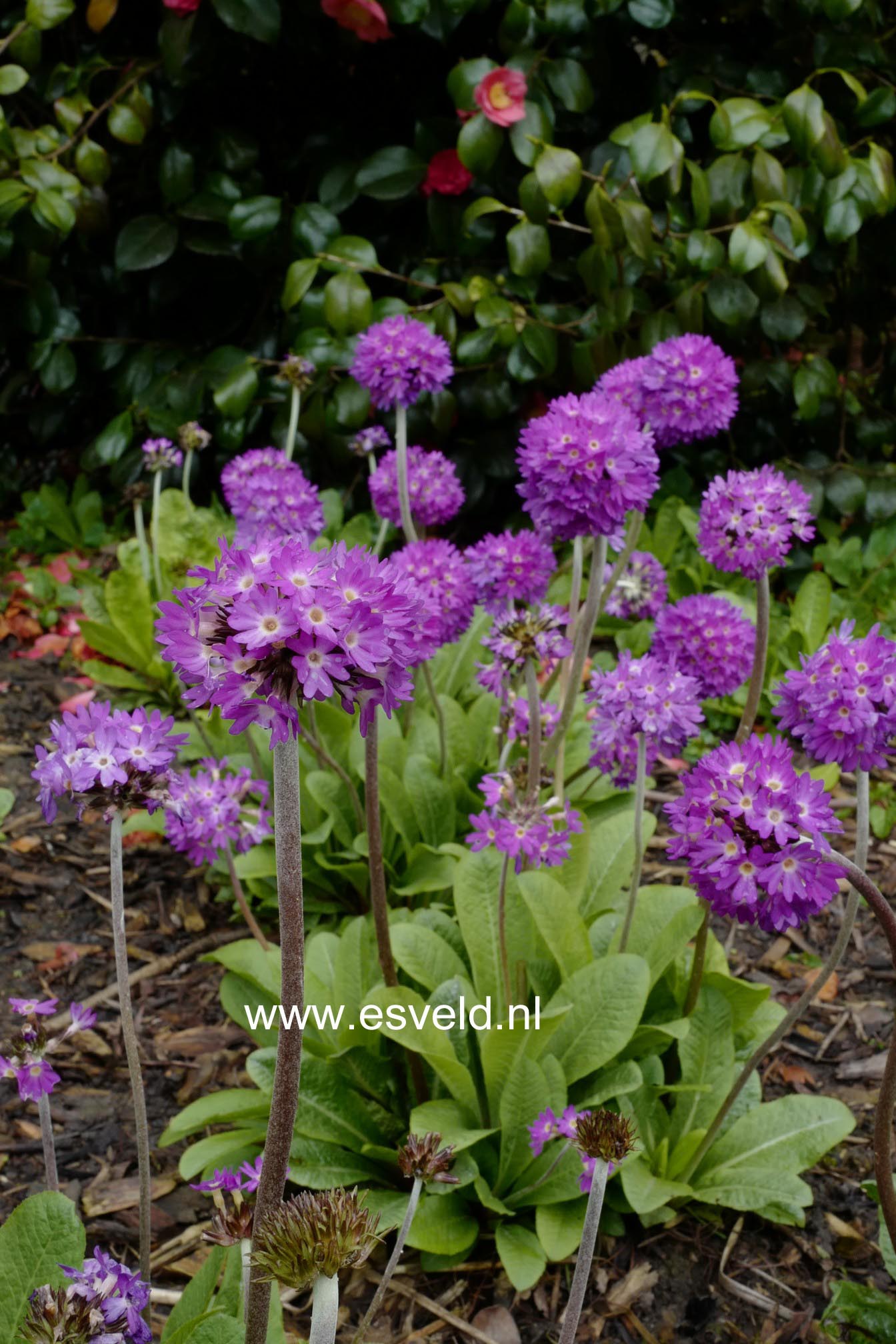 Primula denticulata