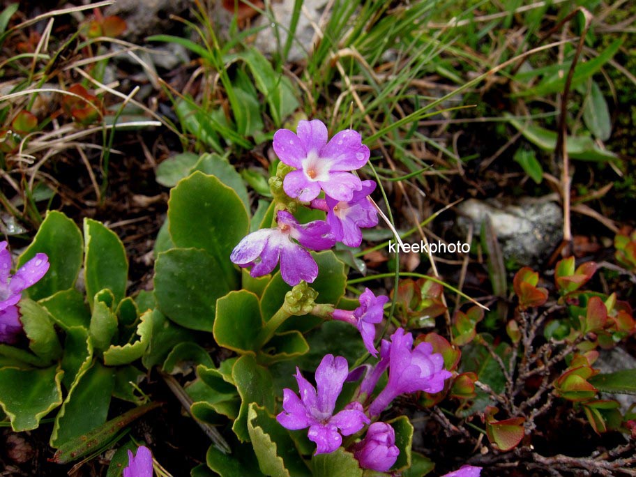 Primula latifolia