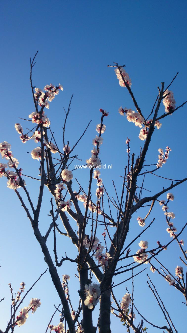 Prunus armeniaca