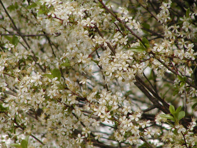 Prunus eminens 'Umbraculifera'