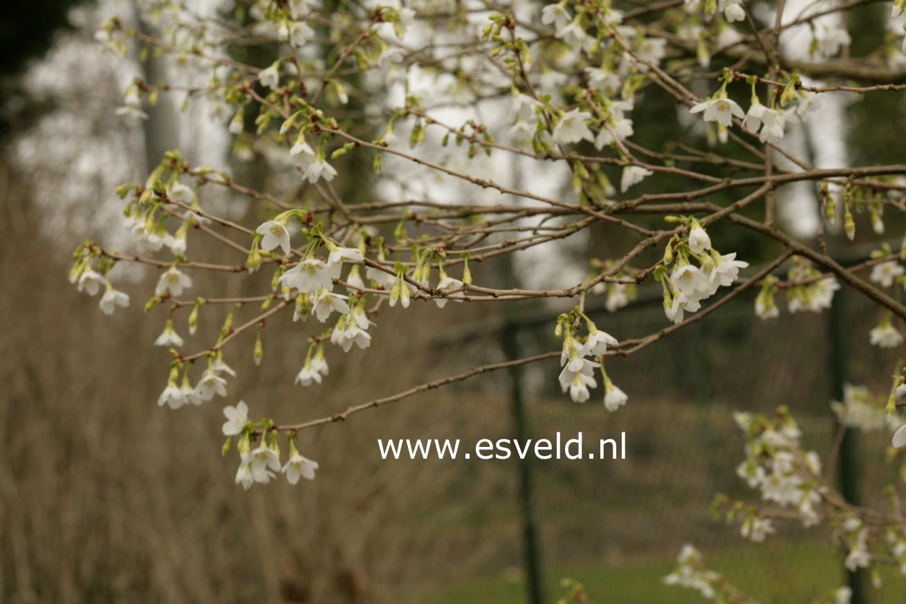 Prunus incisa 'Midori-zakura'