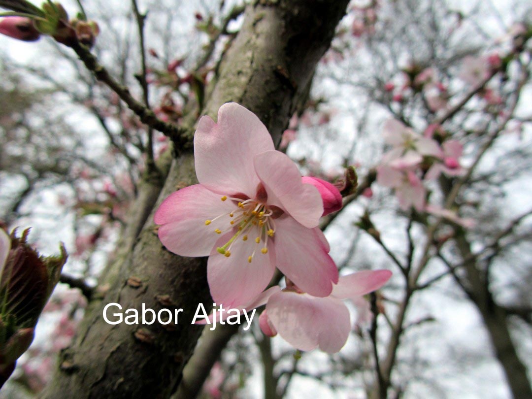 Prunus incisa 'Paean'