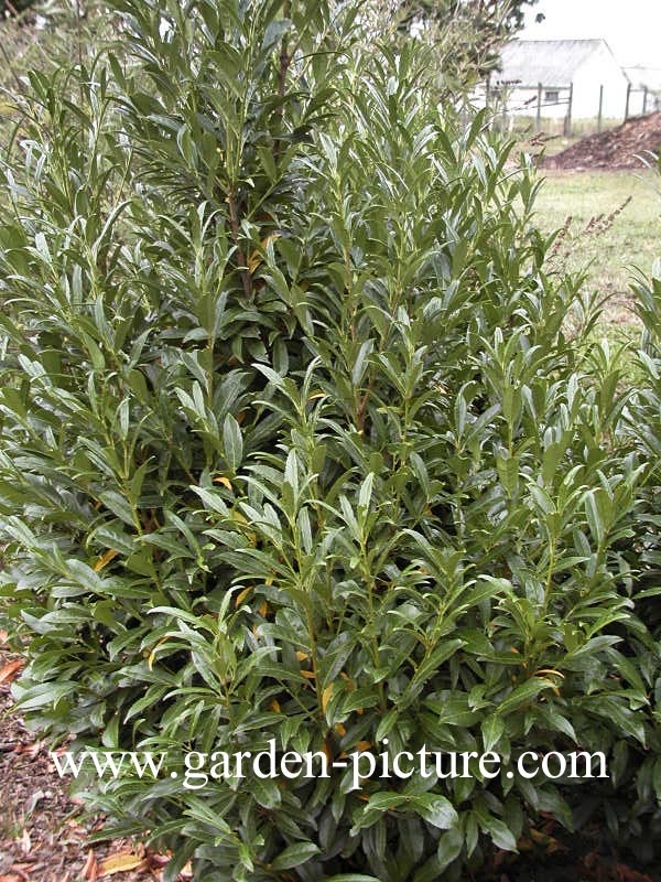 Prunus laurocerasus 'Miky'