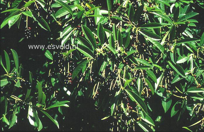 Prunus laurocerasus