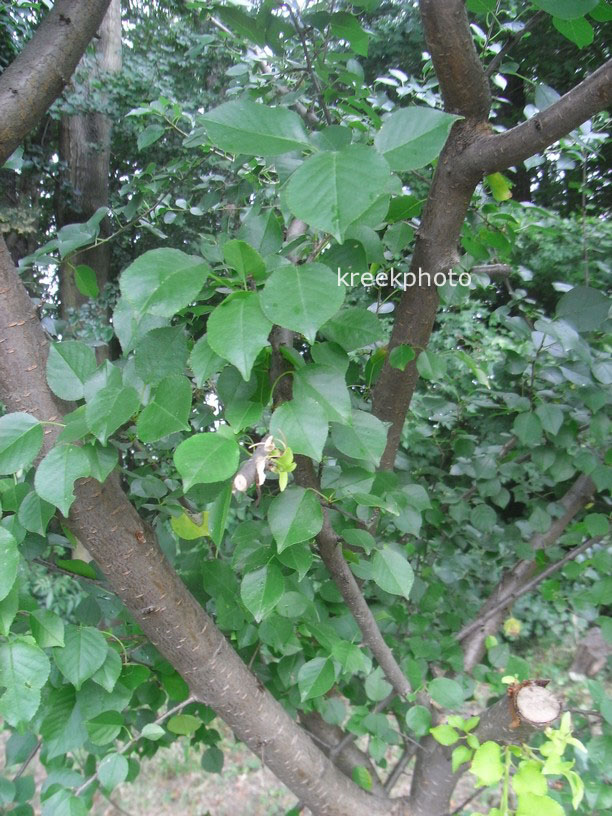 Prunus mahaleb
