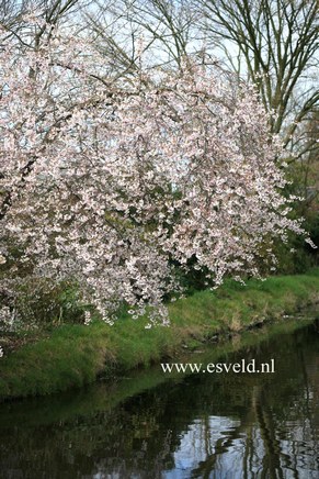 Prunus nipponica 'Felice'