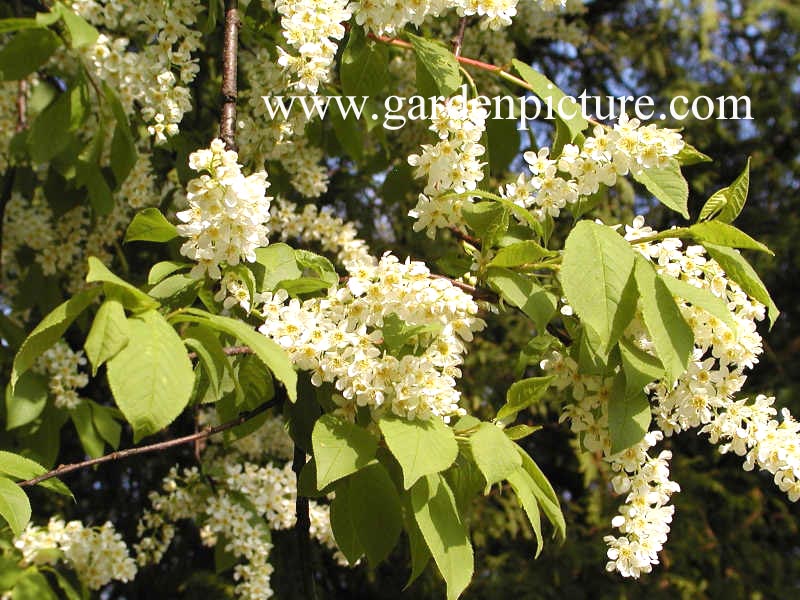 Prunus padus