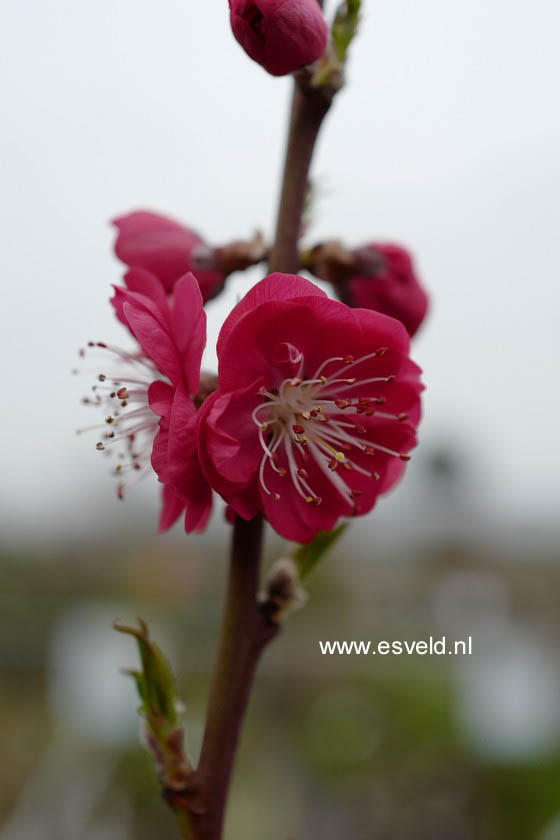 Prunus persica 'Melred'