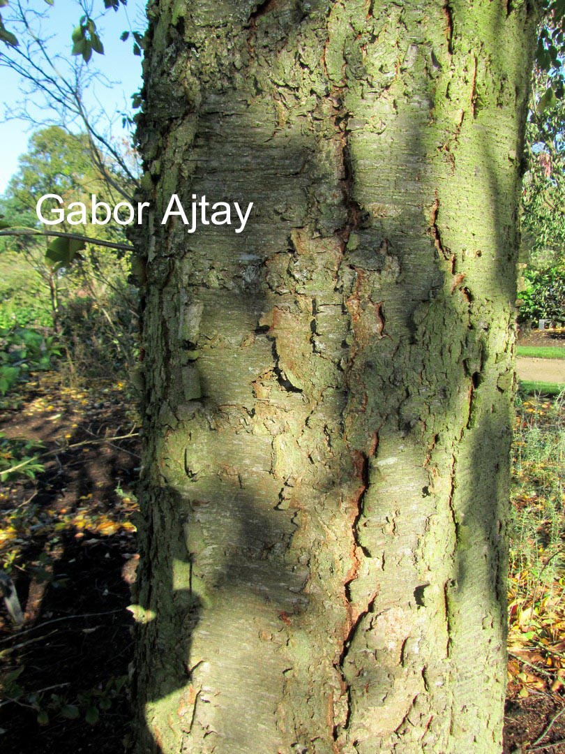 Prunus serotina 'Pendula'