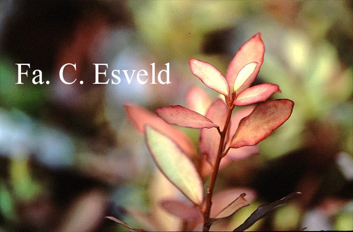 Pseudowintera colorata