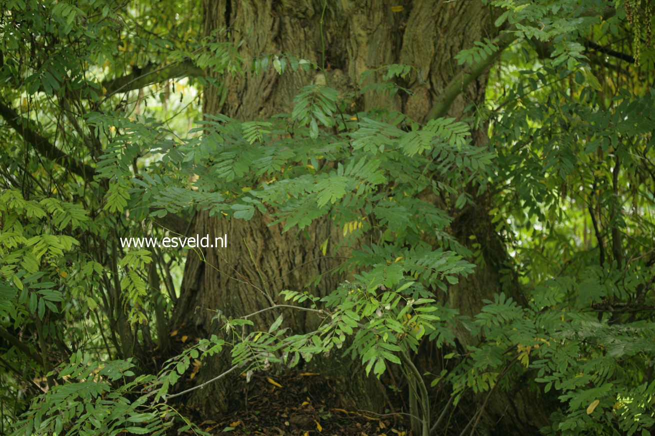 Pterocarya rehderiana
