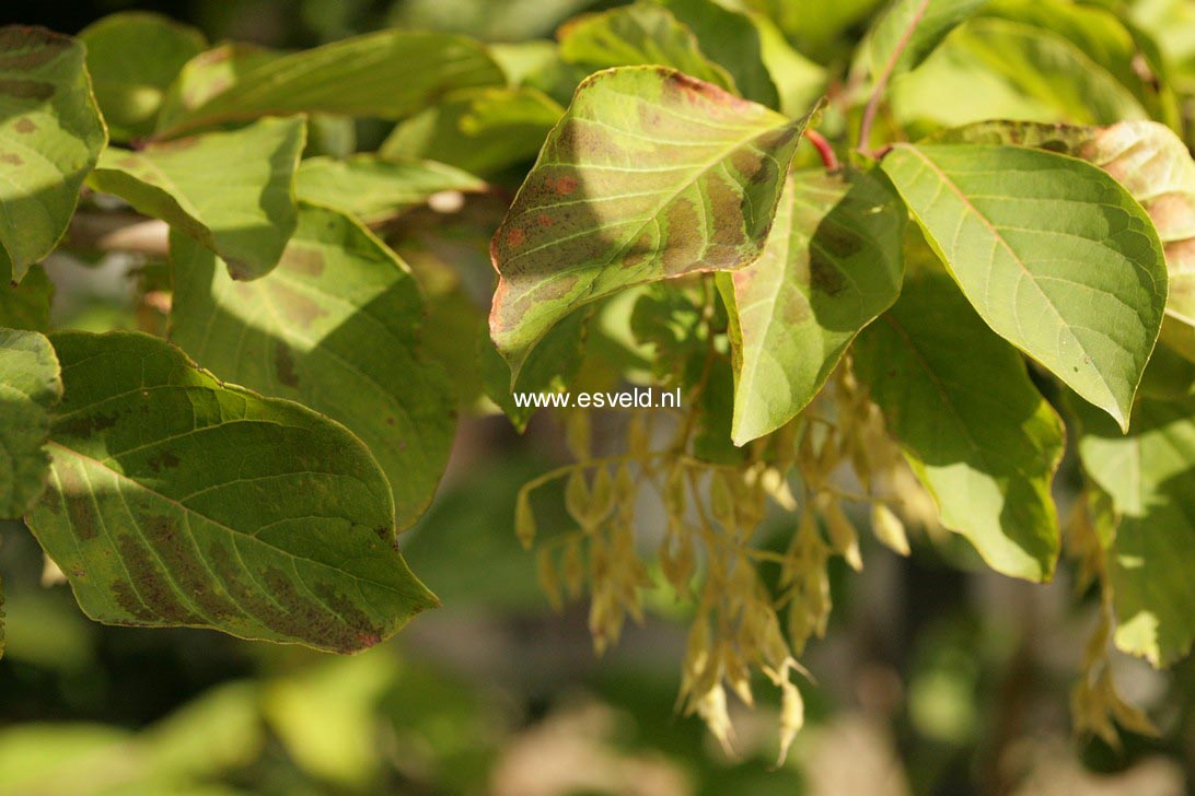 Pterostyrax psilophylla