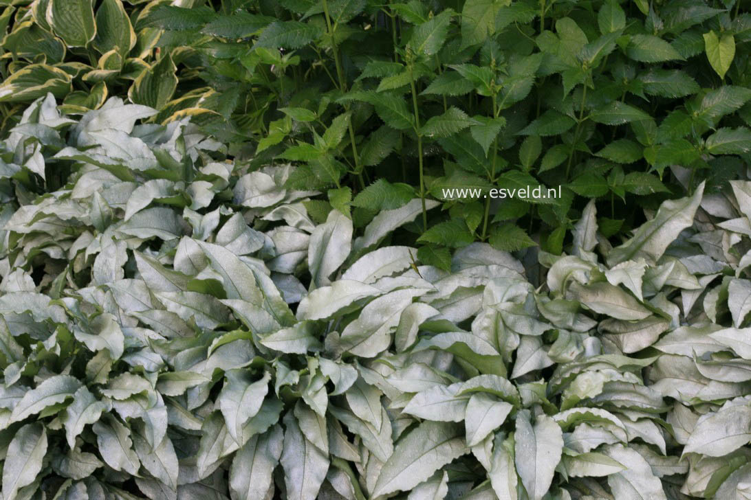 Pulmonaria 'Majestee'