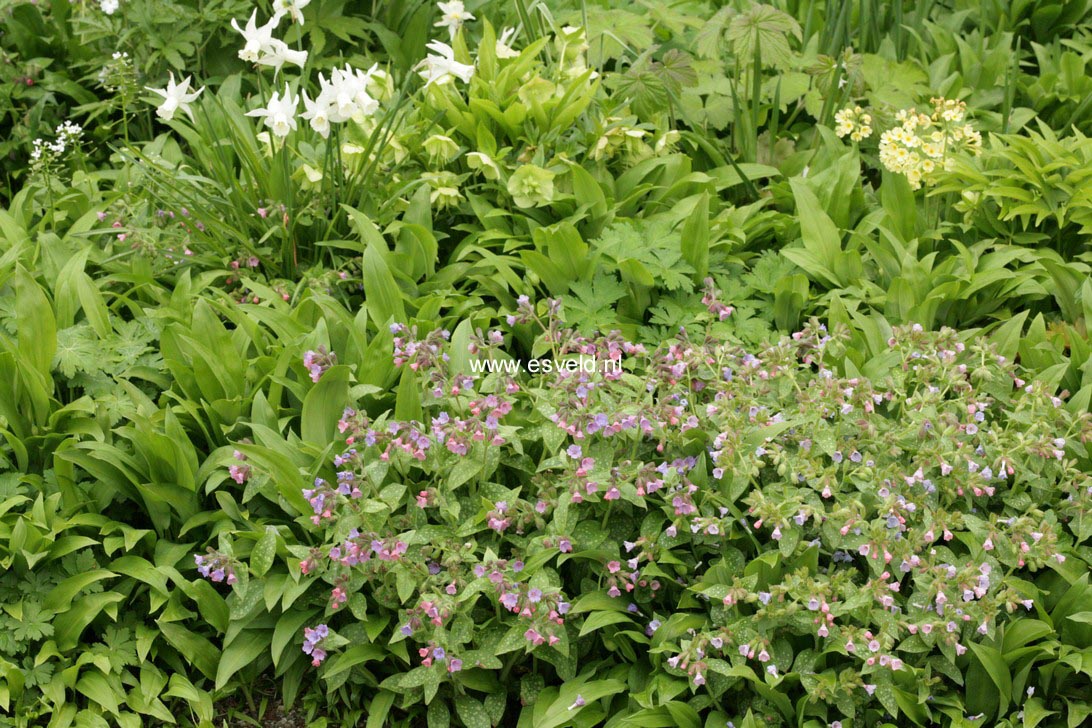 Pulmonaria saccharata 'Mrs. Moon'
