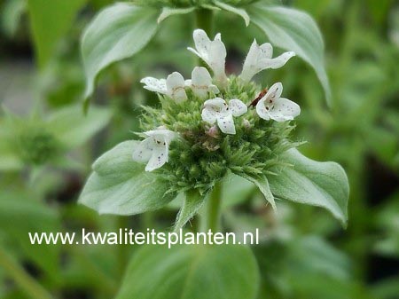 Pycnanthemum pilosum