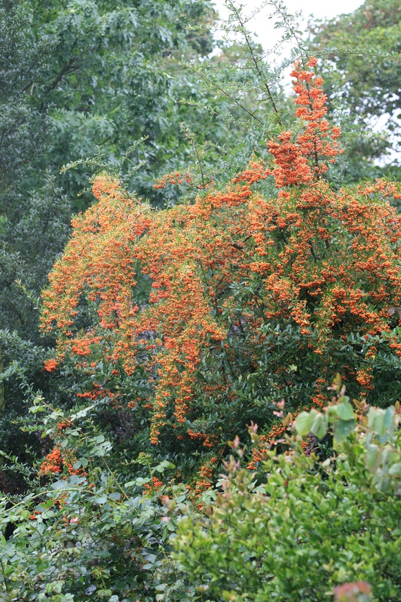 Pyracantha 'Orange Glow'