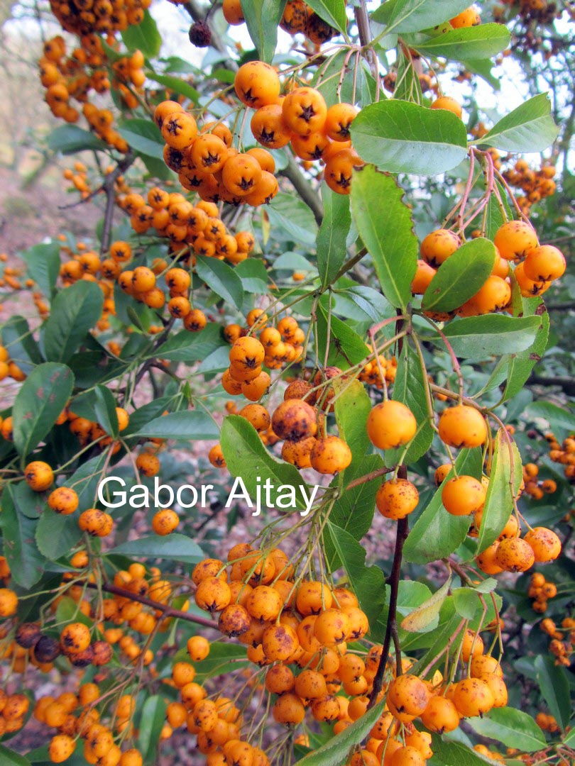 Pyracantha 'Renault d'Or'