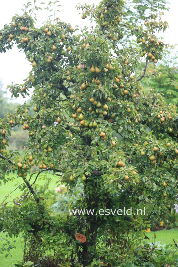 Pyrus communis 'Gieser Wildeman'