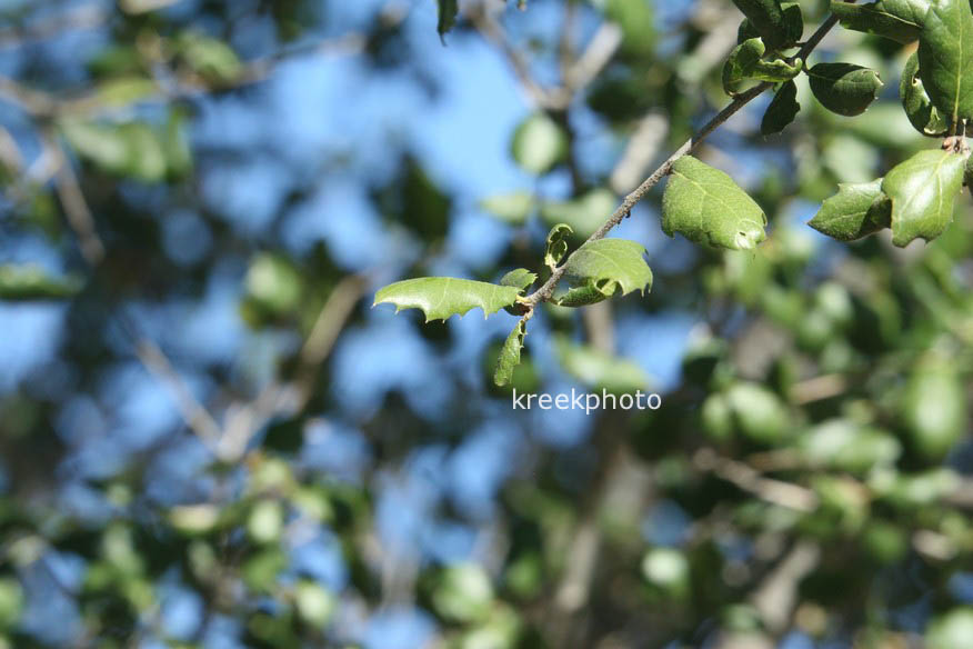 Quercus agrifolia