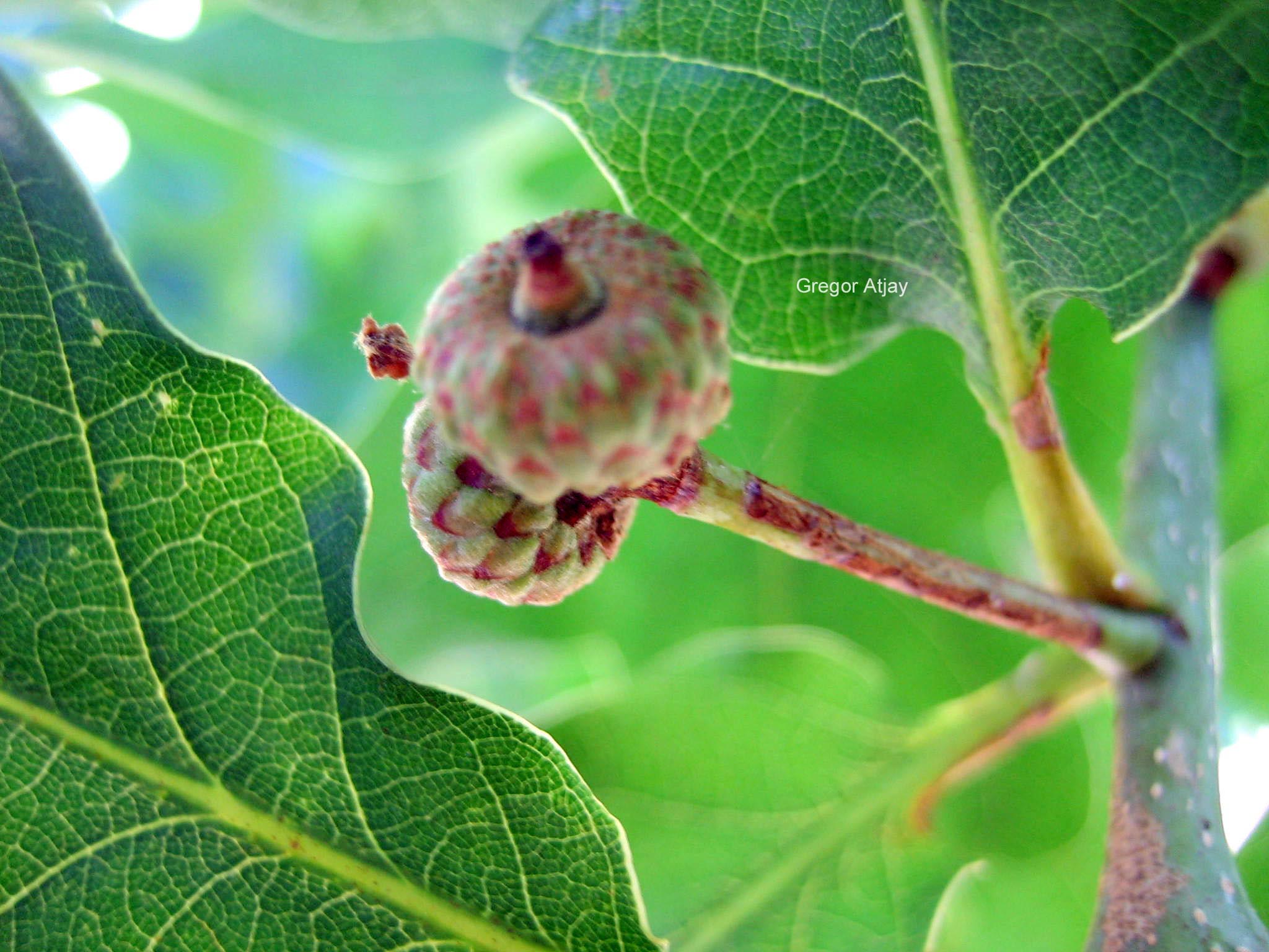 Quercus bimundorum 'Crimschmidt' (CRIMSON SPIRE)