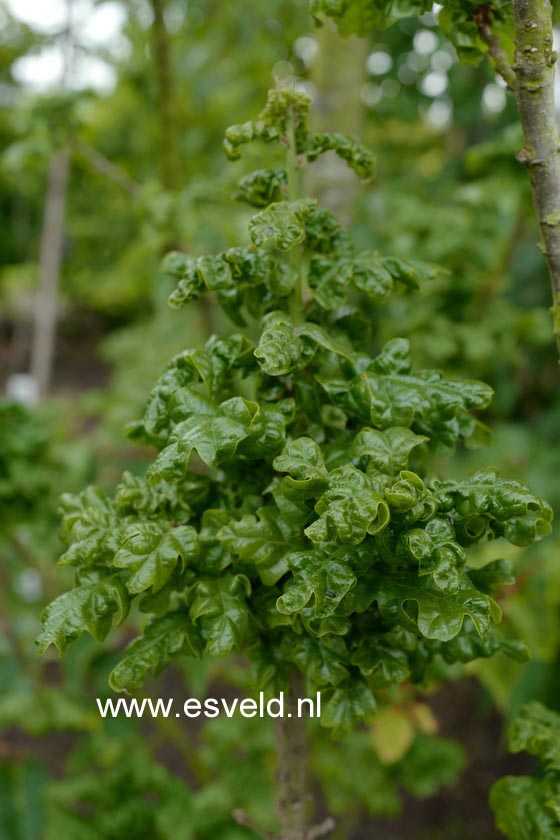 Quercus cerris 'Curly Head'