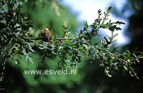 Quercus cerris 'Laciniata'