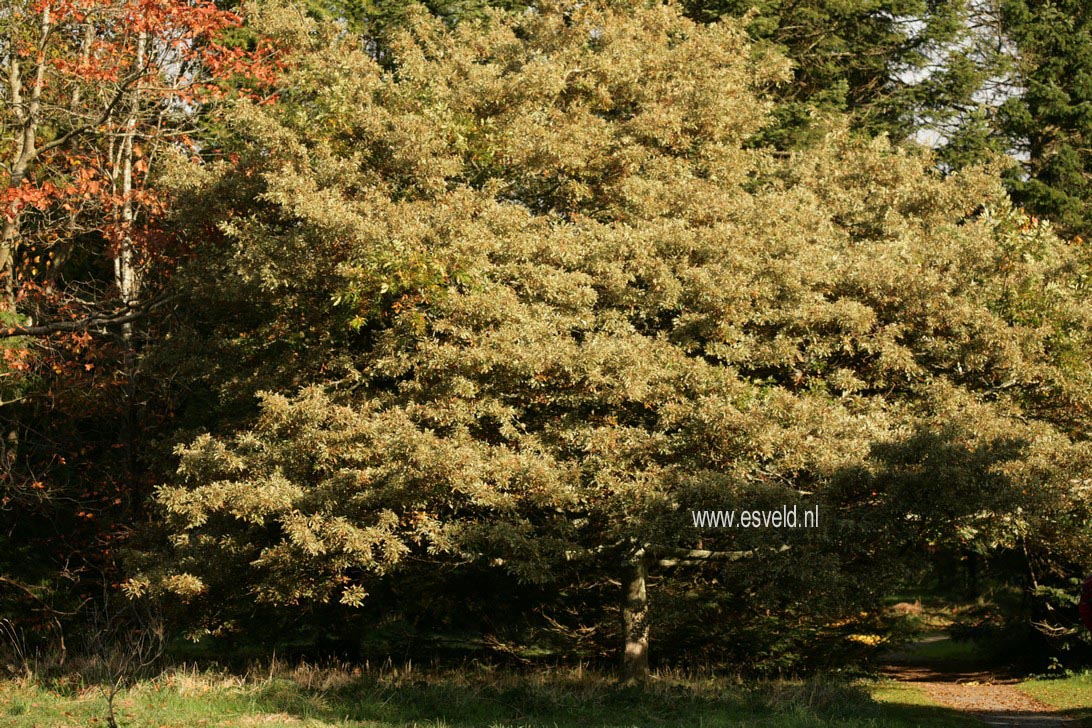 Quercus cerris 'Variegata'