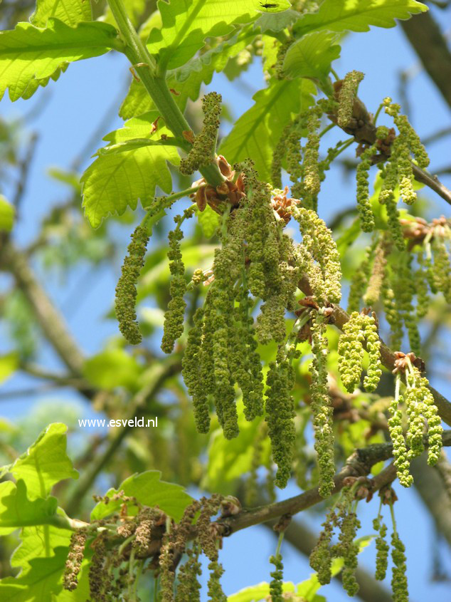 Quercus dentata 'Carl Ferris Miller'