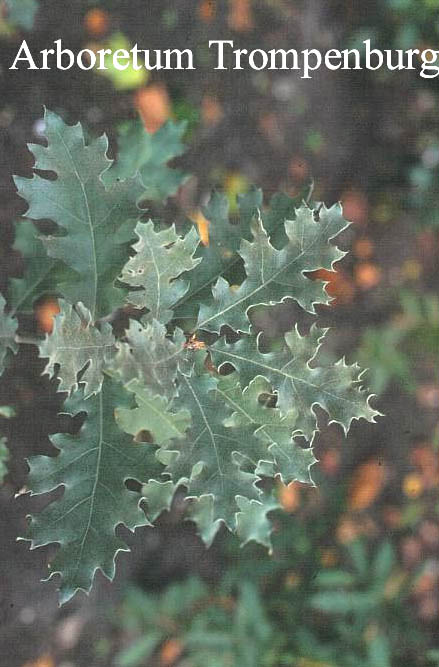 Quercus kelloggii