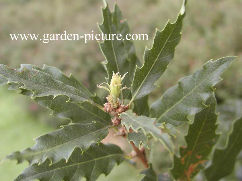 Quercus libanerris 'Rotterdam'