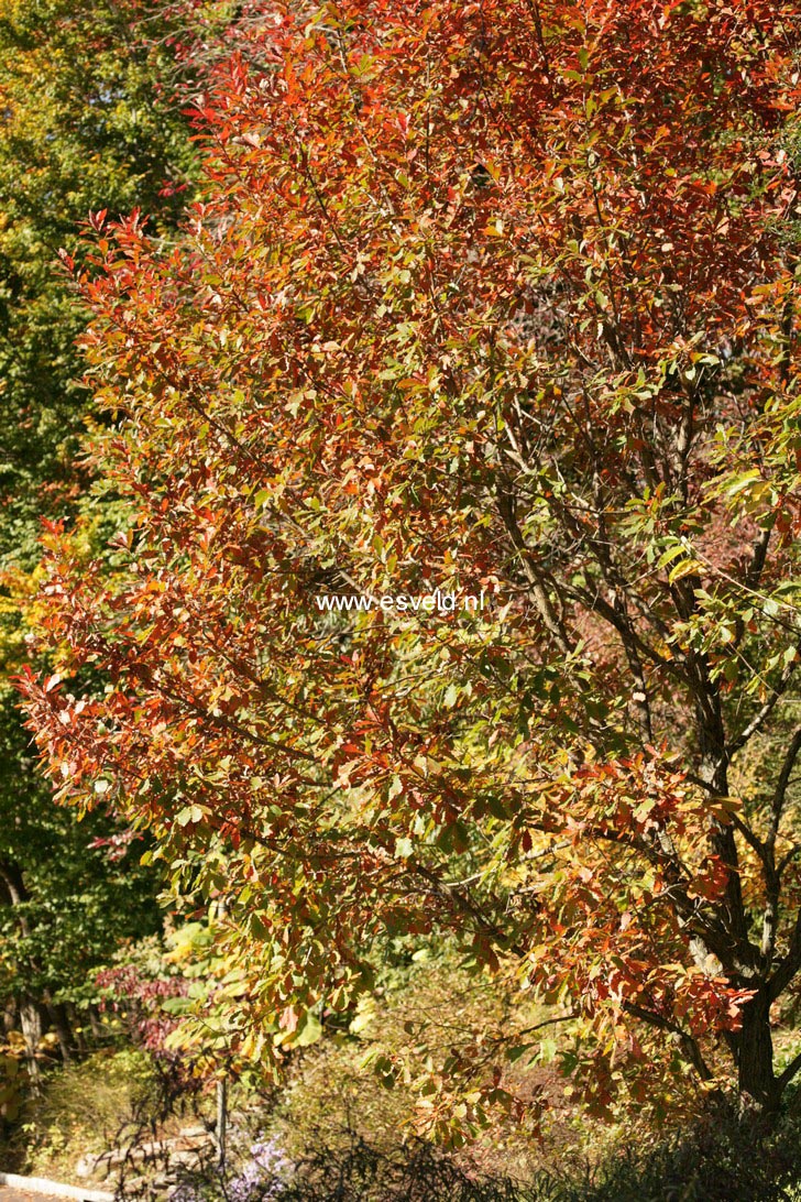 Quercus mongolica