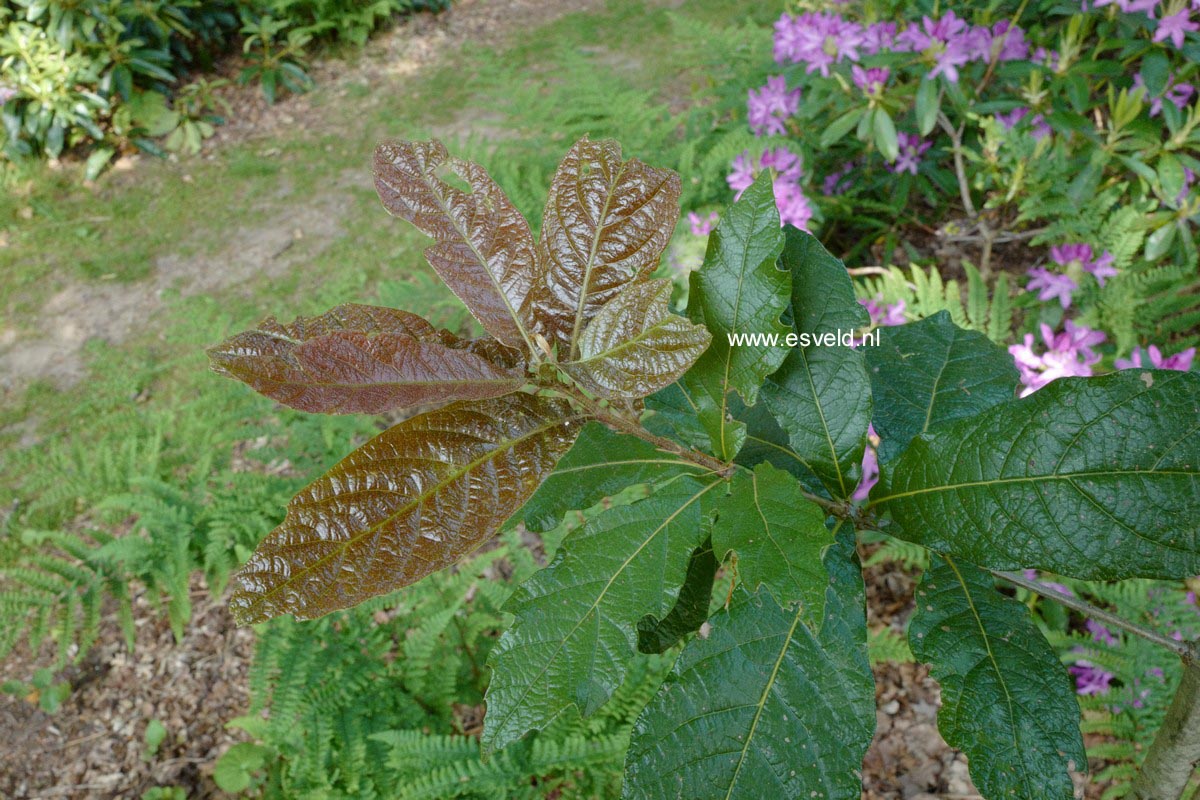 Quercus rhysophylla 'Maya'