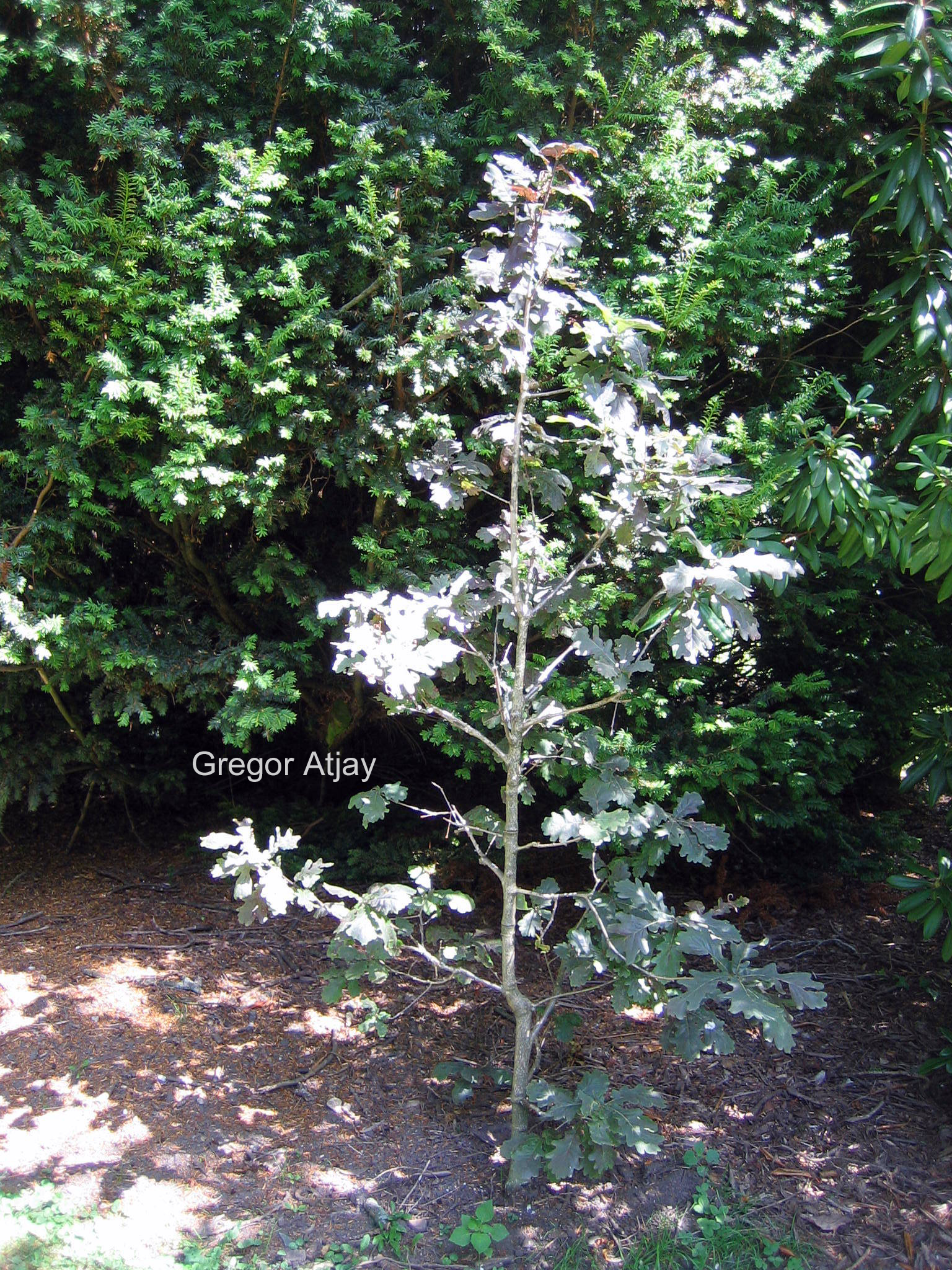 Quercus robur 'Timuki'
