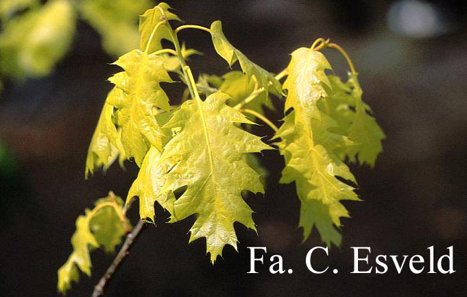 Quercus rubra 'Aurea'