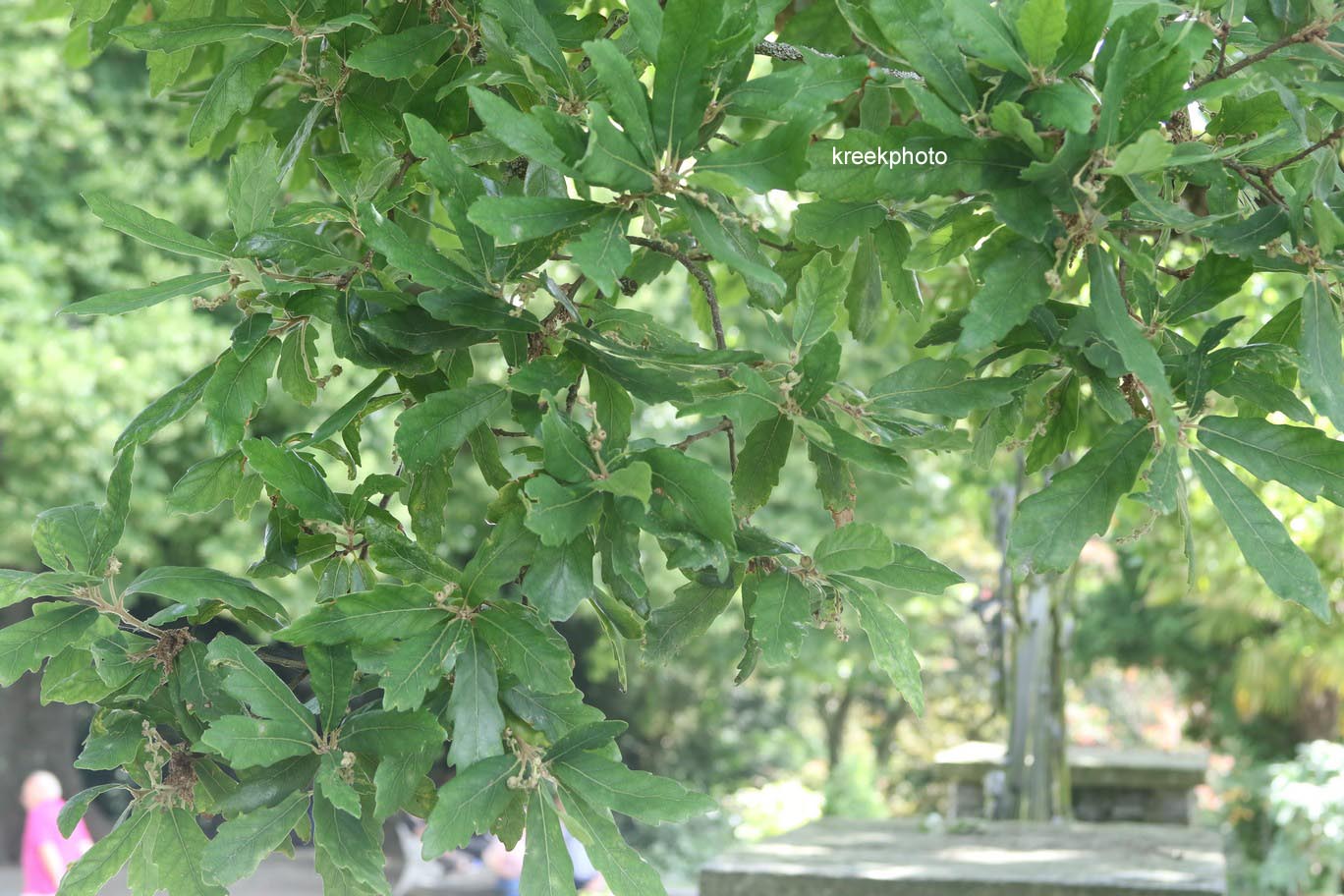 Quercus turneri 'Pseudoturneri'